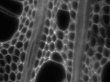 SM-1 UV Microscope Imaging of Plant Tissue