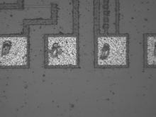 UV Image of Patterned Wafer UV Image of Patterned Wafer