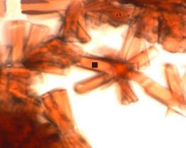 Protein crystal with CRAIC microspectrophotometer